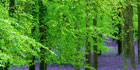 beech tree