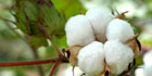 cotton