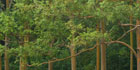 eucalyptus