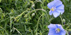 flax